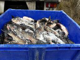 Продам річкову рибу від власника, опт та роздріб