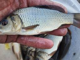 Продам річняк коропа