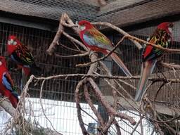 Продам розелу строкату. Пари для розведення.