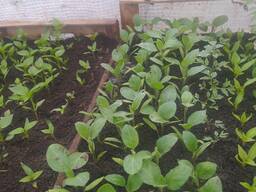 Продам розсаду капусти рання і ультра рання розсада пікірувана та загартована