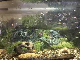 Продам рибок:РОЗПРОДАЖ!!!ВСЕ ПО 30 грн за хвостик. Ніони, барбуси, карді