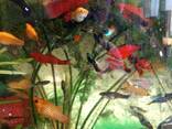 Продам рибок:РОЗПРОДАЖ!!!ВСЕ ПО 30 грн за хвостик. Ніони, барбуси, карді - фото 2