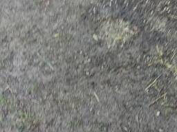 Продам рибу короп толстолоб карась