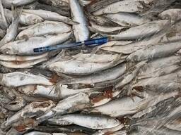 Продам салаку замороженную