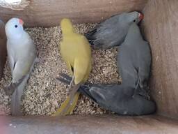 Продам самців молодих папуги Крамера