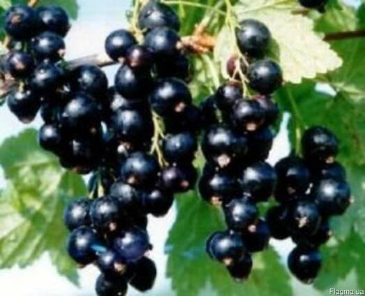 Продам саженці смородини чорної в різницю та оптом,