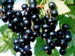 Продам саженці смородини чорної в різницю та оптом,