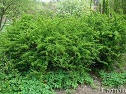 Продам саженцы Барбариса и много других растений