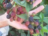 Саженцы безшипной ежевики - фото 2