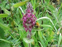 Продам саженцы Чистеца и много других растений