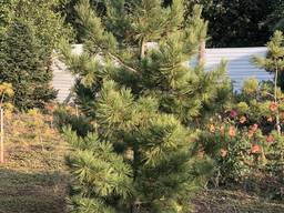 Продам саженцы кедровой сосны