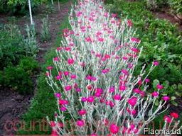 Продам саженцы Лихнис и много других растений