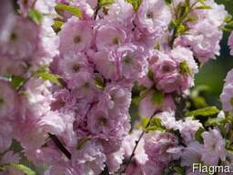 Продам саженцы Луизеании и много других растений