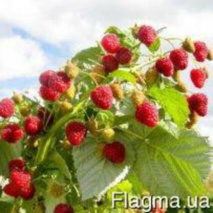 Продам саженцы малины Гусар!