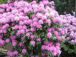 Продам саженцы Рододендронов и много других растений