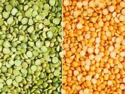 Продам семена гороха сахарного оптом и в розницу