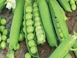 Продам семена гороха сахарного оптом и в розницу - фото 3