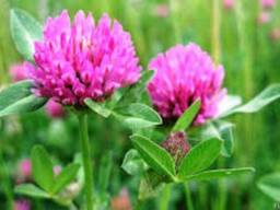 Продам семена клевера (конюшини) розового