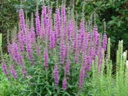 Продам семена шалфея лекарственного