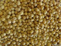 Продам семена сои Monsanto Apollo под раундап