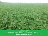 Продам семена сои под раундап - Хайпро 1 р. (90-95 дней) - фото 2