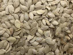 Продам семена тыквы украинской многоплодной