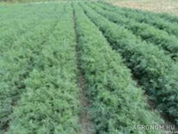 Продам семена укропа Аллигатор супер плюс 50 грн/кг оптом.