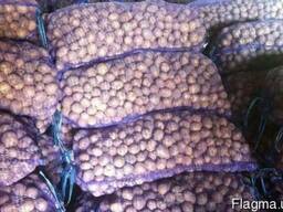 Продам семенной картофель оптом с доставкой в ваш город