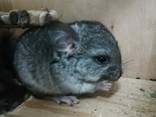 Продам шиншилл мальчики и девочка 25.02 - фото 2