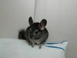 Продам шиншилл мальчики и девочка 25.02 - фото 3