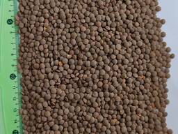 Продам сочевицю червону (Lens culinaris red)- 200т. , с/г виробник, б/г з ПДВ, $ контракт.