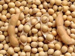 Продам сою (з ГМО), 1000 тонн.