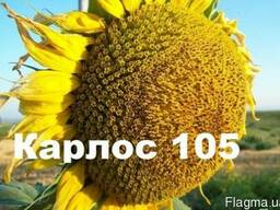 Продам соняшникове насіння Карлос 105 (105дн. вегетації)