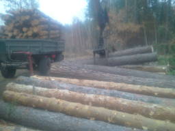 Продам соснову необрізнута обрізну дошку. Суху та свіжопил.