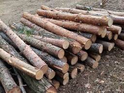 Продам сосну кругляк киевская обл.