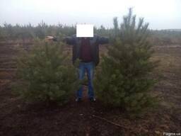 Продам сосны/елки оптом. Самые Низкие Цены!!!