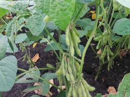 Продам сою без ГМО - Арника 1 р. (83-85 дней)