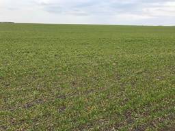 Продам участок срочно 1100га в Ровенской области