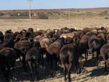 Продам стадо овец гисарской породы бараны, ярки матки и тд - фото 3