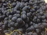 Продам столовый виноград - фото 1