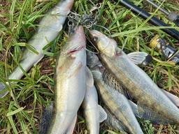 Продам судака живой, вяленый