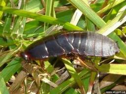 Продам Суринамский таракан (Pycnoscelus surinamensis).
