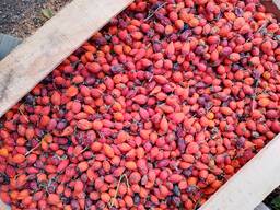 Продам сушені ягоди в роздріб.