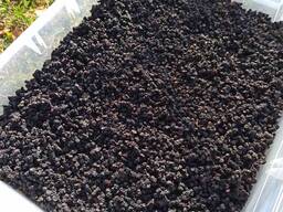 Продам сушену чорницю хорошої якості, Волинська обл