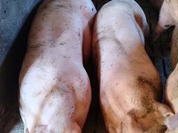 Продам свиней мʼясної породи