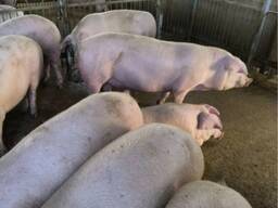 Продам свиней велика біла