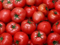 Продам томаты 1 – го сорта