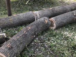 Продам Тополь