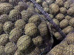 Продам товарну картоплю