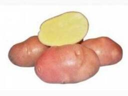 Продам товарный картофель оптом от 20